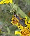 Chauliognathus deceptus - photo 3