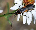 Chauliognathus deceptus - photo 4
