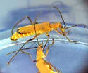 Chauliognathus discus