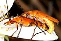 Chauliognathus discus - photo 3