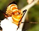 Chauliognathus discus - photo 4