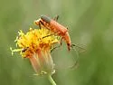 Chauliognathus discus - photo 5