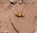 Chauliognathus fasciatus
