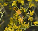 Chauliognathus fasciatus - photo 3