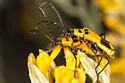Chauliognathus fasciatus - photo 4