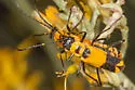 Chauliognathus fasciatus - photo 5