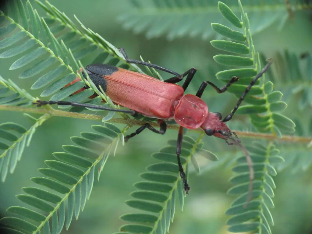 Chauliognathus lecontei - photo 2