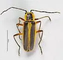 Chauliognathus lewisi - photo 2