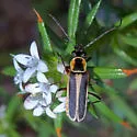 Chauliognathus lewisi - photo 3