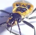 Chauliognathus lewisi - photo 4
