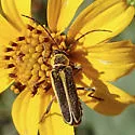 Chauliognathus lewisi - photo 5