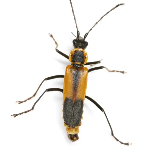 Chauliognathus limbicollis