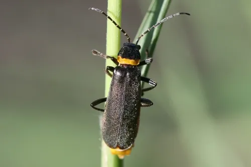 Plague Soldier Beetle