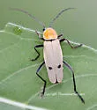 Chauliognathus misellus - Chauliognathus misellus