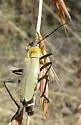 Chauliognathus misellus - photo 4