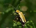 Chauliognathus misellus - photo 5