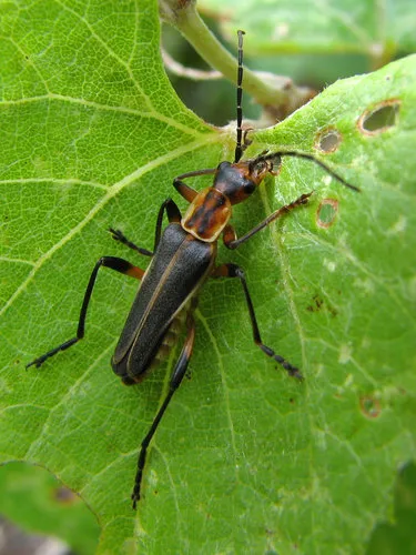 Chauliognathus obscurus - Chauliognathus obscurus