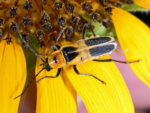 Chauliognathus omissus - photo 2