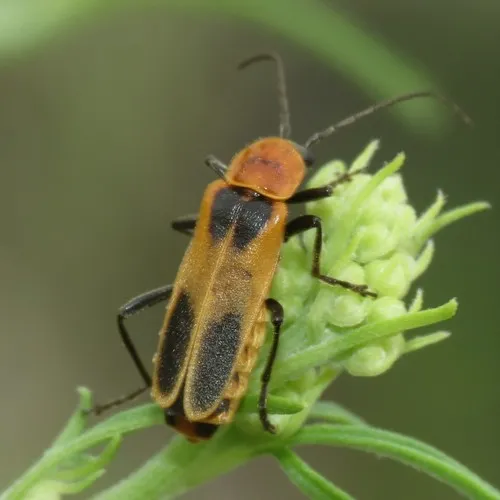 Chauliognathus omissus - photo 3