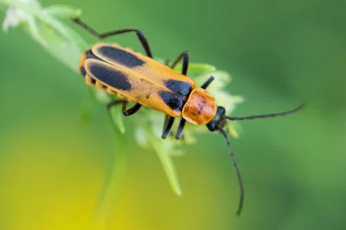 Chauliognathus omissus - photo 6