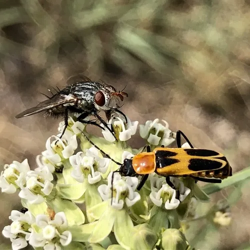 Chauliognathus omissus - photo 8