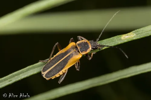 Chauliognathus opacus