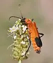 Chauliognathus profundus