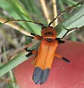 Chauliognathus profundus - photo 3