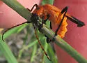 Chauliognathus profundus - photo 4
