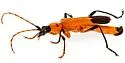 Chauliognathus profundus - photo 5