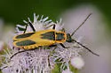 Chauliognathus scutellaris