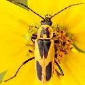 Chauliognathus scutellaris - photo 2