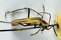 Chauliognathus scutellaris - photo 3