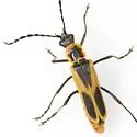 Chauliognathus scutellaris - photo 4