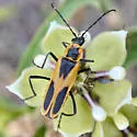 Chauliognathus scutellaris - photo 5