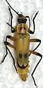 Chauliognathus transversus - photo 4