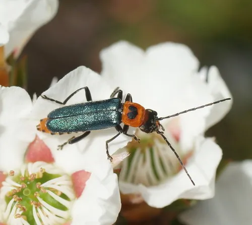 Tricolor Soldier Beetle