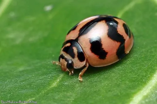 Six-spotted Zigzag Ladybird