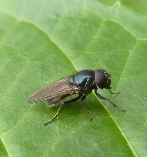 Cheilosia albitarsis sensu stricto
