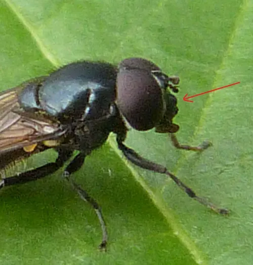 Cheilosia albitarsis sensu stricto - photo 2