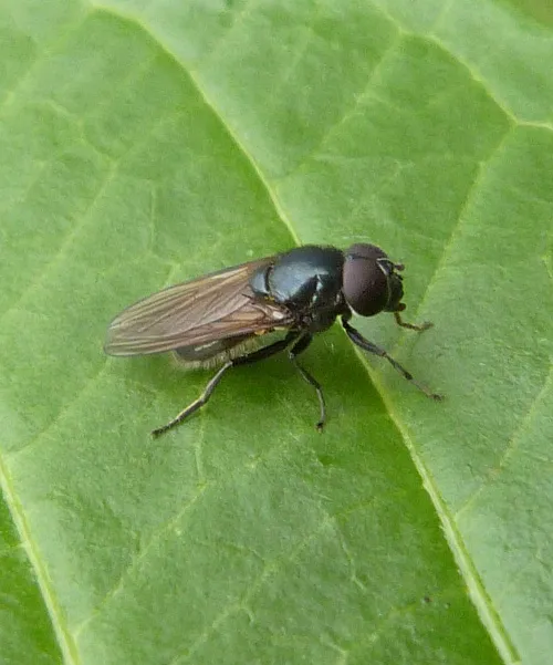 Cheilosia albitarsis sensu stricto - photo 3