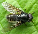 Cheilosia albitarsis