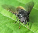 Cheilosia albitarsis - photo 2