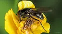 Cheilosia albitarsis - photo 3
