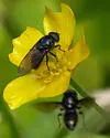 Cheilosia albitarsis - photo 4