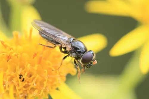 Cheilosia bergenstammi