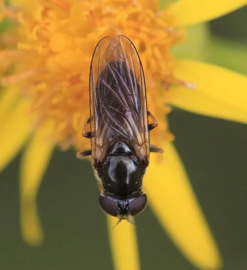 Cheilosia bergenstammi - photo 2