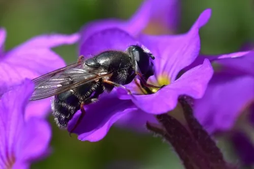 Cheilosia caerulescens