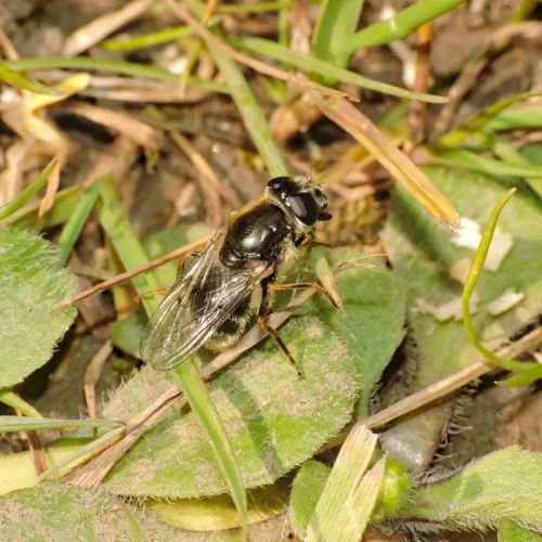 Cheilosia caerulescens - photo 2