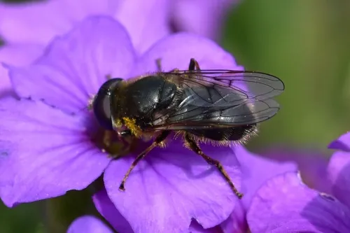 Cheilosia caerulescens - photo 3